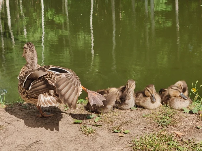 Hoba! - My, Mallard duck, Mobile photography, Birds