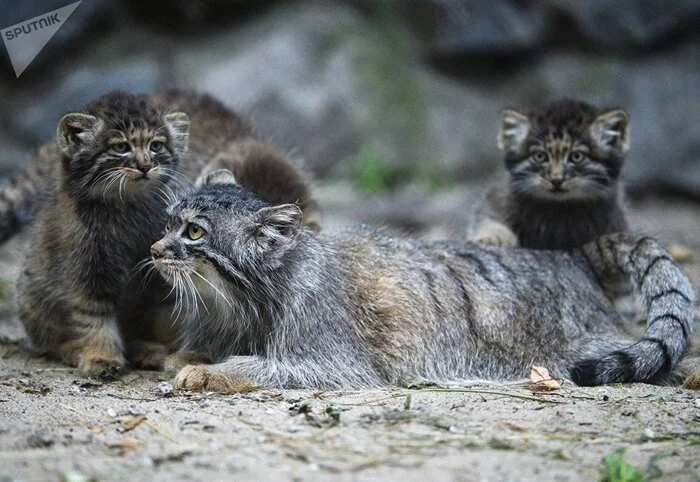 Manul family) - Pallas' cat, Small cats, Pet the cat, Cat family, Zoo, The photo