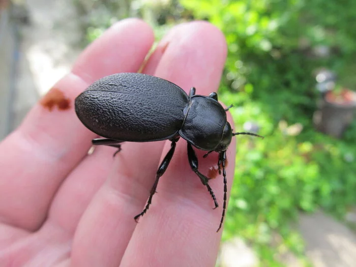 I haven’t found your slippers yet, leather!!! - Жуки, Carabus, Stroking, Insects, Fun