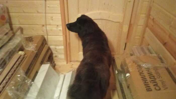 Found a dog. Kaluga region - My, No rating, Kaluga region, Lost, Dog, Found a dog