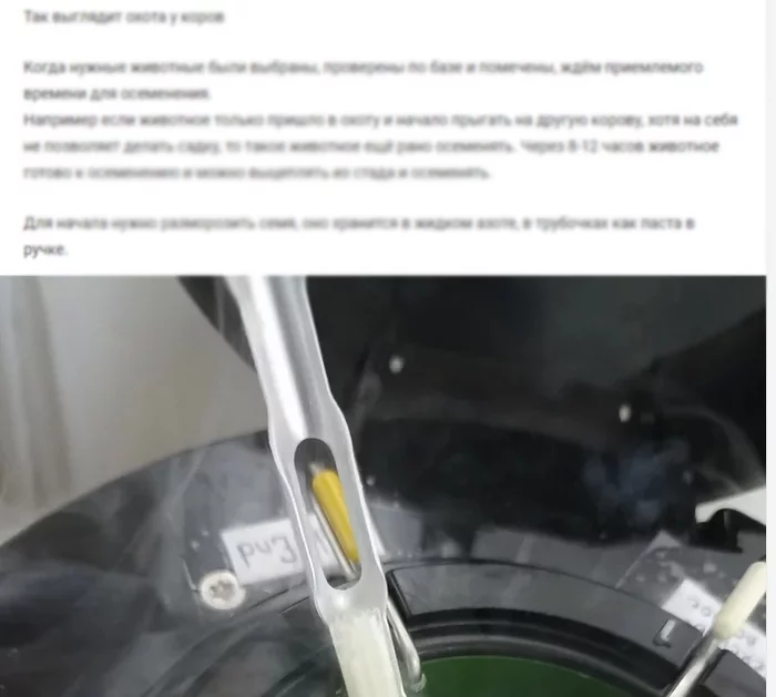 Ответ на пост «Как я осеменяю коров» - Ветеринария, Искусственное осеменение, Корова, Юмор, Ответ на пост