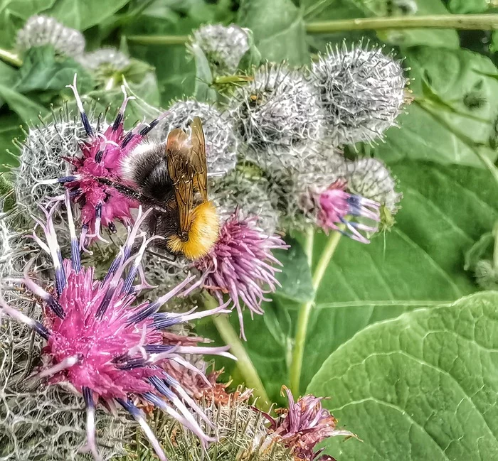 Furry ass collects nectar - My, Bumblebee, Flight of the Bumblebee, beauty of nature, Insects, The photo