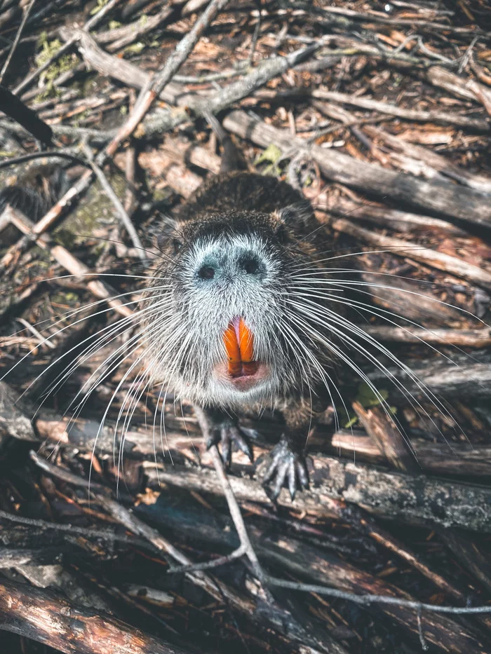 Nutria - My, Nutria, Camping, Life stories, Animals, Rodents, Video, Vertical video, Mat, Longpost