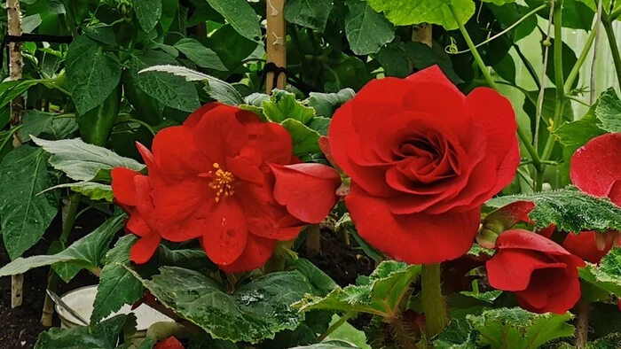 Begonia from seeds like a rose - My, Begonia, Flowers, beauty, Garden, Plants, Bloom, the Rose, Video, Youtube, Vertical video