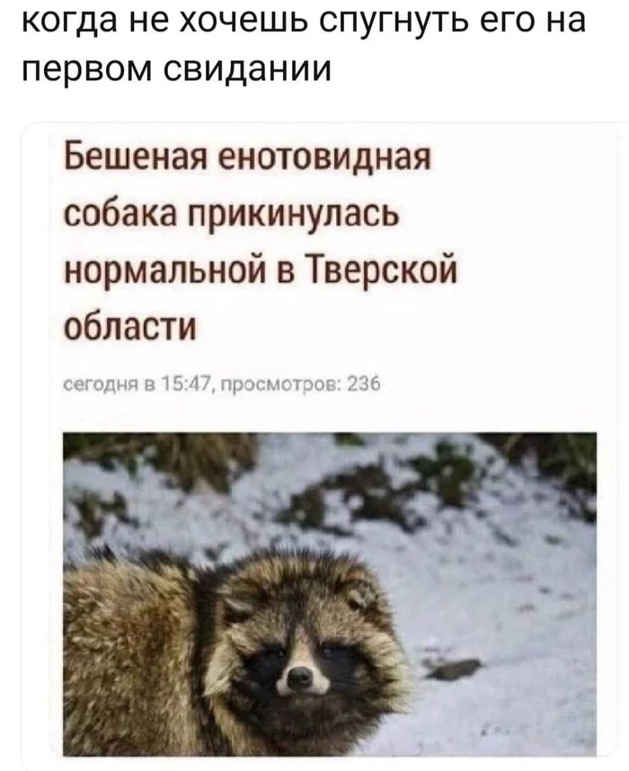 What kind of news you will not find on the open spaces of the Russian Internet) - Memes, Humor, Picture with text, Dog, Raccoon