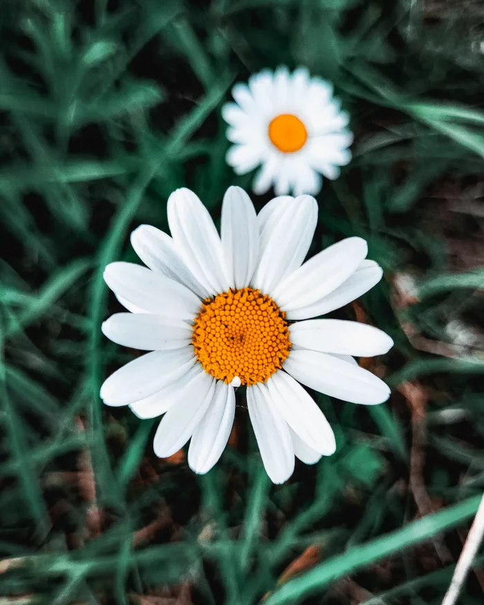 beauty around us - My, The photo, Photographer, The nature of Russia, Flowers, Field, Meadows, Peace, Longpost