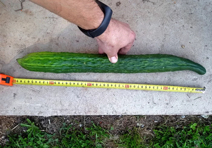 49.5 centimeter cucumber of destruction! - My, 49 and 5, Kolybaha, Humor, Increased, Cucumbers, Pick-up headphones