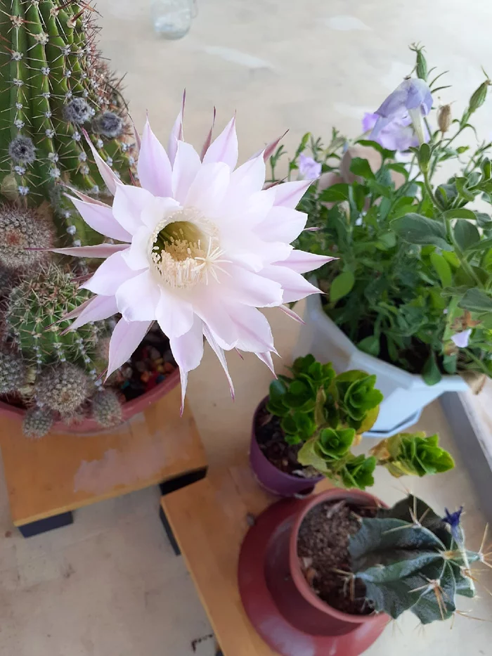 Echinopsis blooms - My, Cactus, Blooming cacti, Echinopsis cactus, Longpost