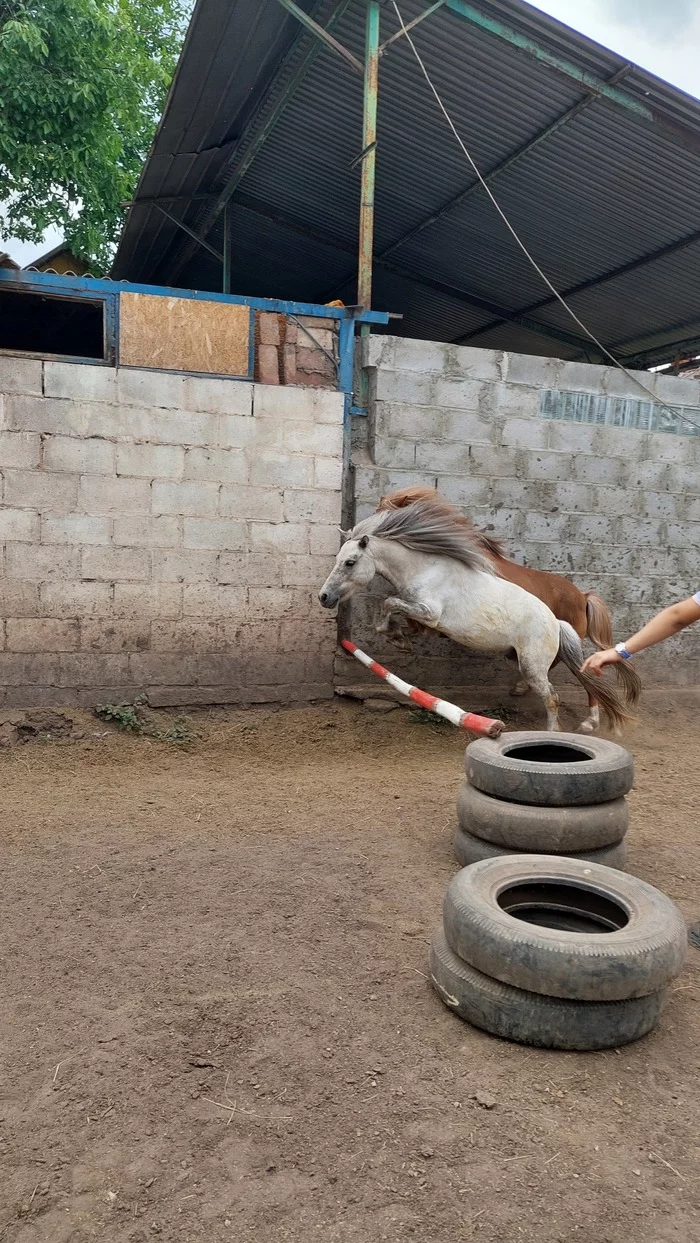 Конный блог из Мариуполя - Конный спорт, Лошади, Блогеры