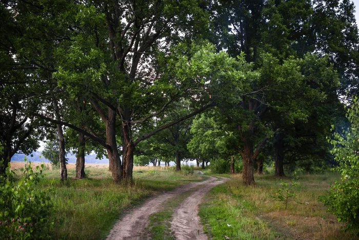 Dawn in the Oak Grove - My, Forest, Volga river, Summer, dawn, Oak, Field, Nikon D750, Grass, Longpost