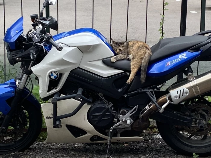 Motorcycle under reliable protection - My, cat, Moto, The photo, Bmw