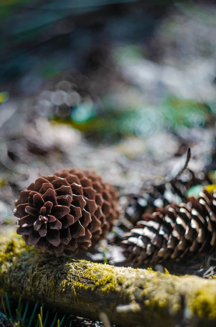 On a forest walk - My, Nikon, Nature, Forest, Longpost, The photo