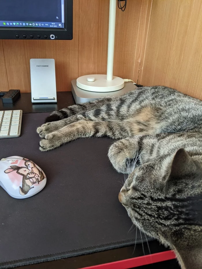 Assistant at work - My, cat, Table, Longpost