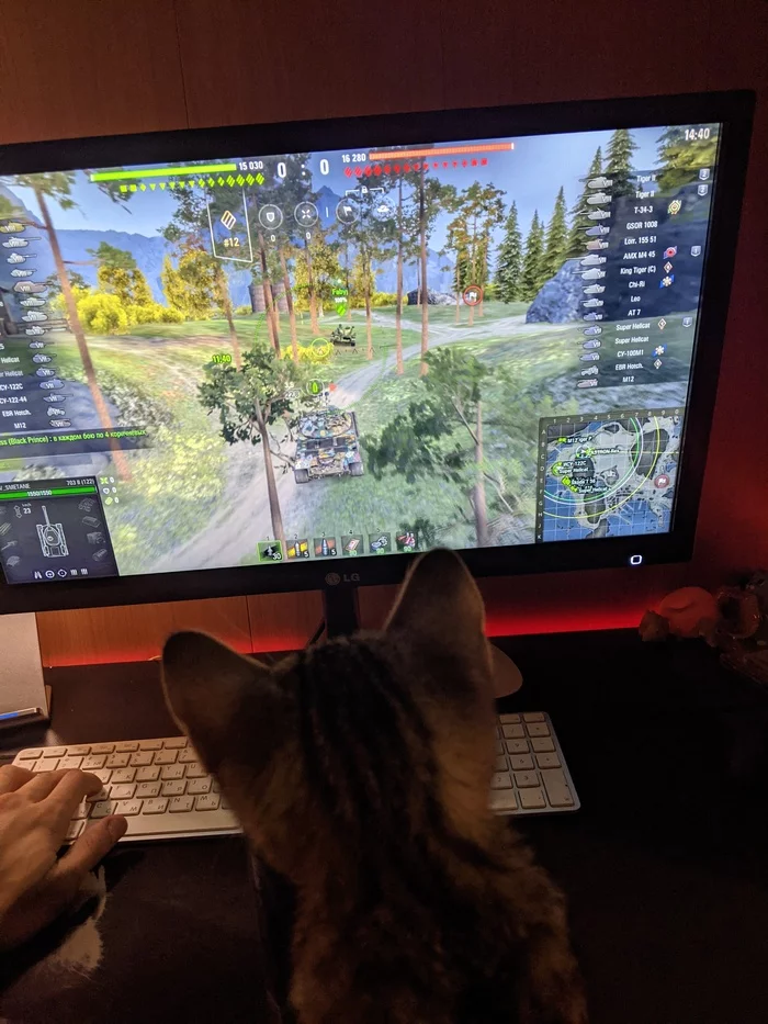 Assistant at work - My, cat, Table, Longpost