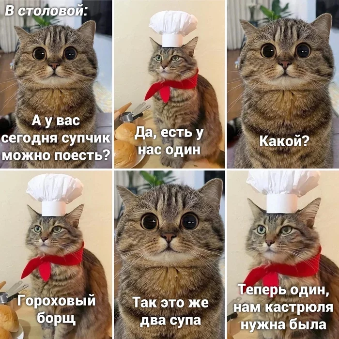 Pea borscht - Humor, cat, Picture with text, Soup, Borsch, Pea soup, Pan, Canteen, Food