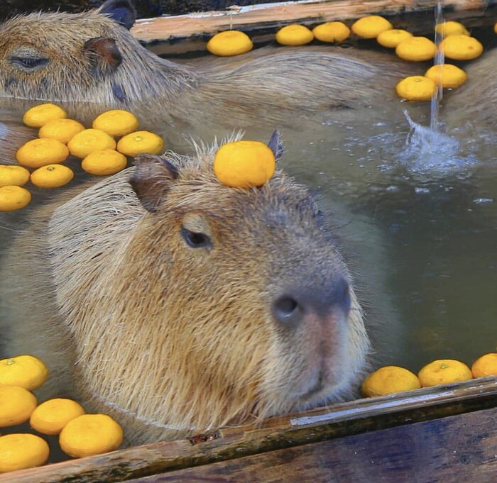 Почему капибары любят купаться в ванночках с апельсинами и мандаринами? Капибара, Грызуны, Водоем, Короткопост, Мандарины, Лимон, Факты, Животные