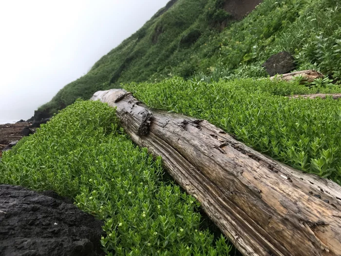 Soft herbal pillow on the seashore - My, Sakhalin, Quiet Bay, Sea, Sea of ??Okhotsk, Longpost