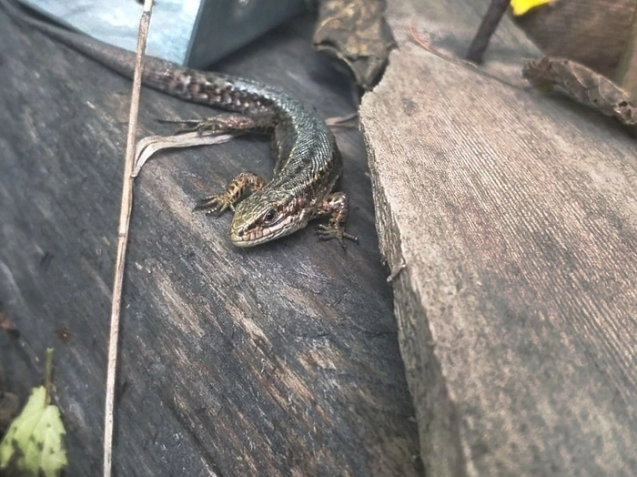 Июль в миниатюре