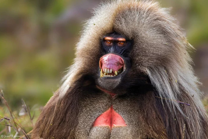 Smiling Gelada - Gelada, Rare view, Primates, Mammals, Animals, Wild animals, wildlife, Nature, National park, Africa, The photo, Yawn