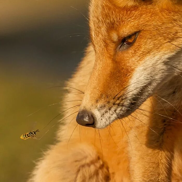 Buzz off me - Fox, Canines, Predatory animals, Mammals, Wasp, Insects, Animals, Wild animals, wildlife, Nature, The photo