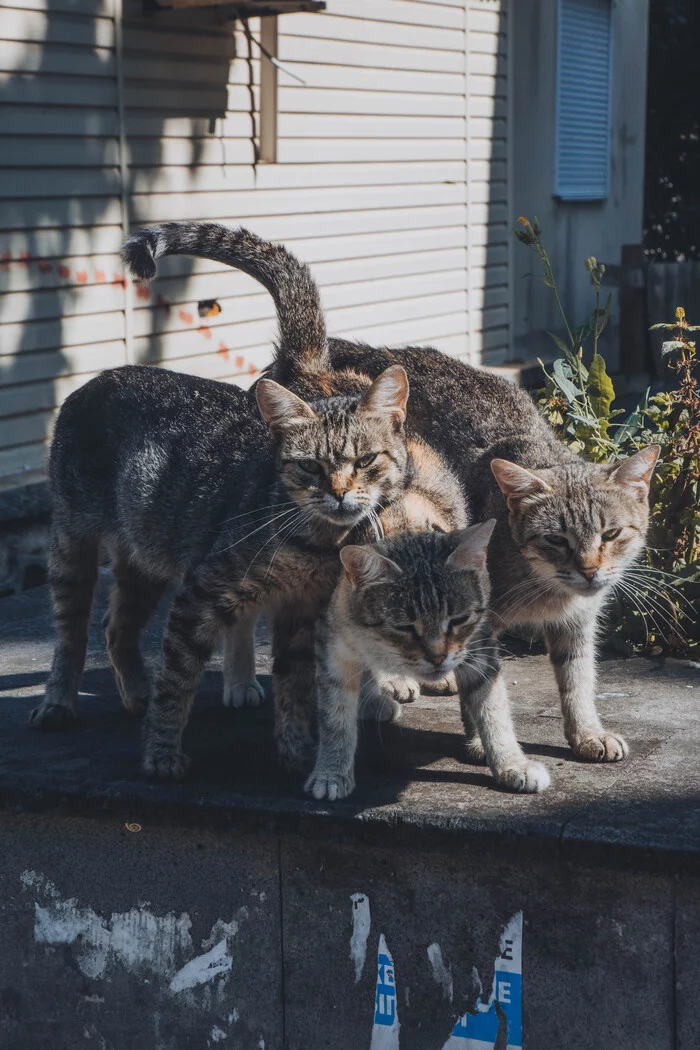 Stray cats on the streets of Zheleznovodsk - My, Zheleznovodsk, cat, Street photography, City walk, Longpost