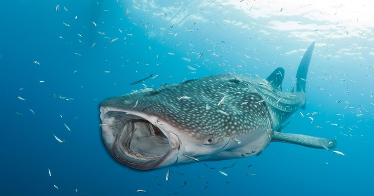 Сколько китовых акул. Большая акула Cetorhinus Maximus. Rhincodon typus акула. Whale Shark (Rhincodon typus). Китовая акула риф Нингалу.