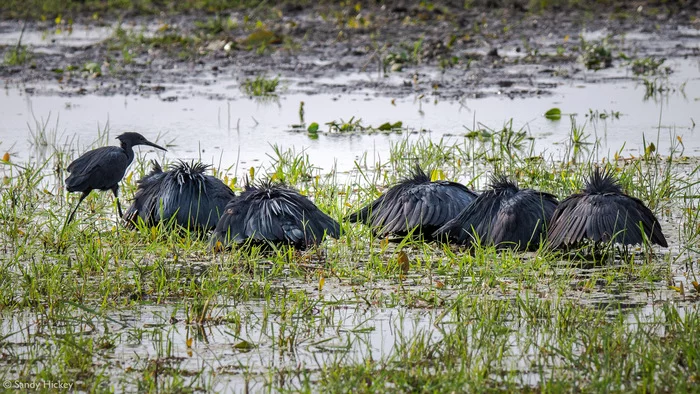 I hope I'm not too late? - Black Heron, Heron, Birds, Animals, Wild animals, wildlife, Nature, Reserves and sanctuaries, South Africa, The photo, Water