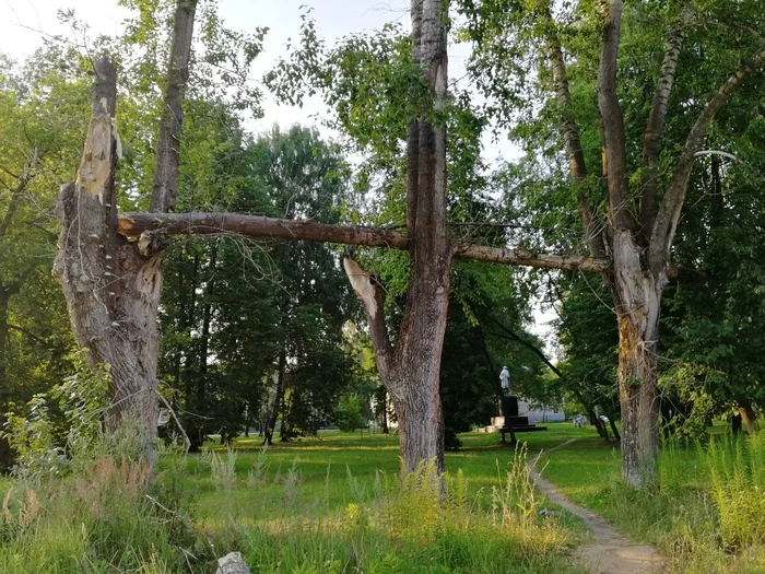 Horizontal bar for giants - My, Wind, Tree, The park