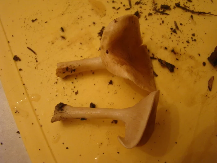 Help identify mushrooms - Mushrooms, Help, Question, Curiosity, Longpost