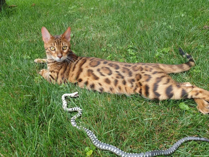 Spotted kite catcher - My, cat, Already, Snake, Bengal cat, Video