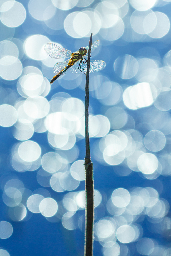 Confetti - My, Macro photography, Dragonfly, The nature of Russia