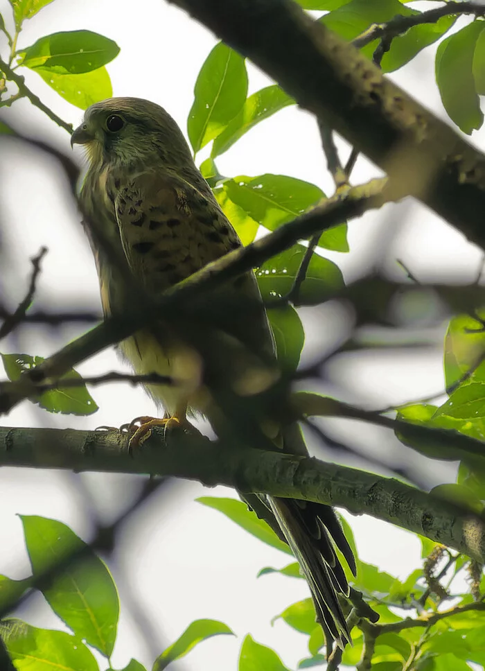 Our nyasha - My, Photo hunting, Nature, Ornithology, The nature of Russia, Hobby, Birds, Predator birds, beauty of nature, Kestrel, Summer