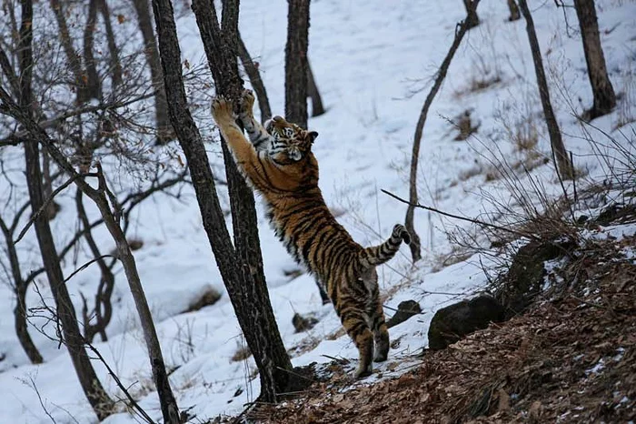 Sipping - Amur tiger, Puffs, beauty of nature, The photo, Big cats, Tiger, Cat family, Predatory animals, Wild animals, wildlife, Mezentsev