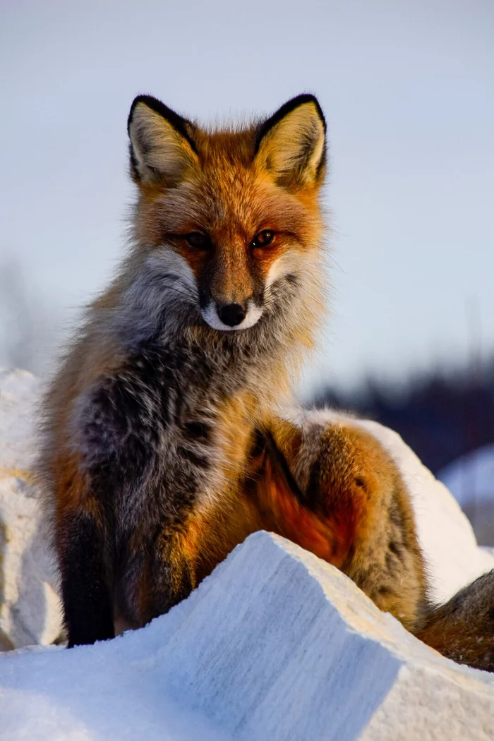 marble quarry owner - Fox, Marble quarry, Buguldeyka, Baikal, Eastern, Siberia, Wild animals, The photo, Irkutsk region, Olkhon district