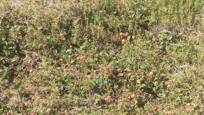 Reply to the post Amber of the Far North - My, Summer, Mobile photography, Tundra, Cloudberry, Reply to post, Longpost