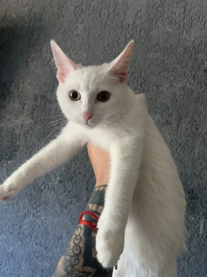 The kitten is looking for a home, pure white, looks 3-4 months old, boy, very affectionate - My, cat, Homeless animals, Kazan, In good hands, No rating