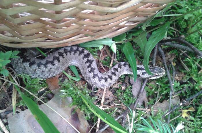 В Московской области 73-летнюю женщину доставили в больницу после того, как ее укусила ядовитая змея