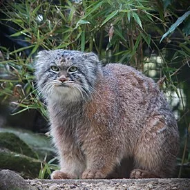 Well, here we go - Riot, Pros and cons, Pallas' cat, Minuses, pros, Innovation