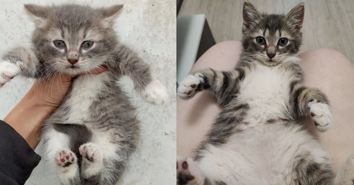Кот стали. Спасение котенка котенок ищет дом sani VLOG.