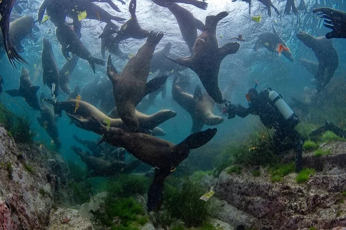 Russia, Moneron Island and that's it! - Sakhalin, Дальний Восток, Marine life, Sea lions, Moneron, Diving, Jellyfish, Longpost