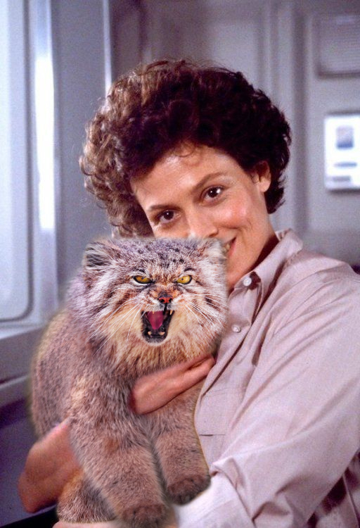 Manul Ripley - Pallas' cat, Pet the cat, Stranger, Sigourney Weaver, Collage, Humor, The photo, Ellen Ripley