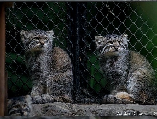 Reply to post Comfortable - Pallas' cat, Pet the cat, Cat family, Small cats, Predatory animals, Wild animals, The photo, Reply to post