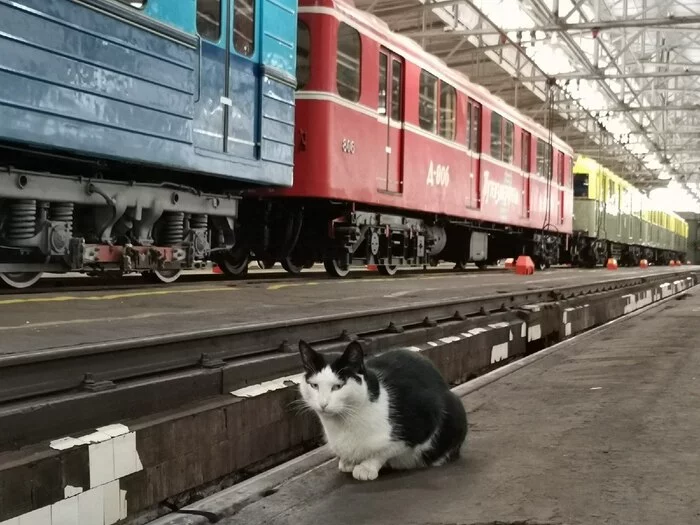 Descendants of Stalin's cats - Moscow, Moscow Metro, cat, Life stories, Legend, Stalin