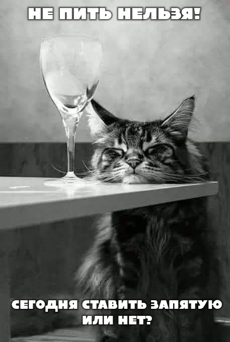 No, you can't drink! Don't drink, you can't! ... You can't drink! - Strange humor, Memes, cat, The photo, Black and white photo, Alcohol, Alcoholism, Addiction, Mental turmoil, Comma, Existentialism, Egor Letov, The Unbearable Lightness of Being (M Kundera), Picture with text