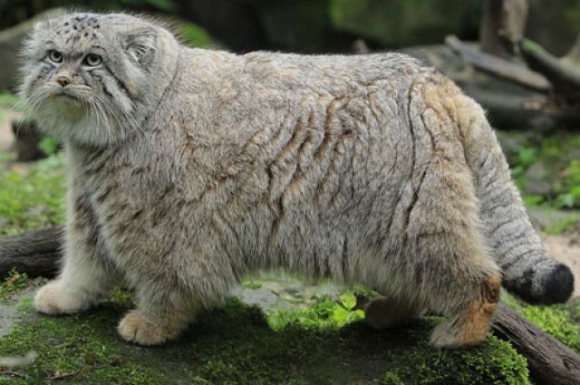 manul - Pet the cat, Pallas' cat, Small cats, Cat family, Wild animals, Predatory animals, The photo