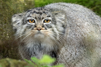 manul - Pet the cat, Pallas' cat, Small cats, Cat family, Wild animals, Predatory animals, The photo