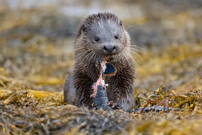 You can't forbid living beautifully - Otter, Mining, Lobster, The photo, Scotland, Island, Wild animals, Cunyi, Predatory animals, wildlife, beauty of nature, Delicacy, Around the world, Longpost