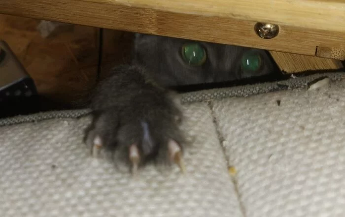 Bed Monster: - cat, Kittens, Monster under the bed, The photo