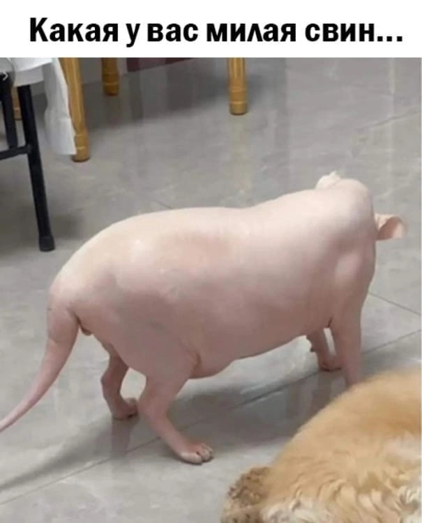 Suddenly - Pig, cat, Sphinx, Obesity, Longpost, Picture with text