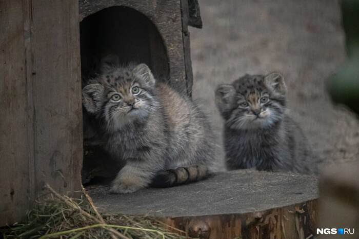 Eat meat and make a bite - Pallas' cat, cat, Novosibirsk, Longpost